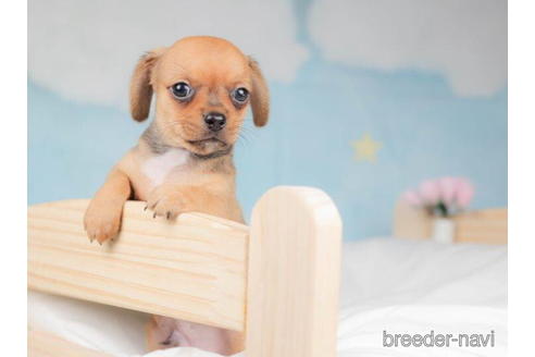 成約済の千葉県のチワックス:チワワ×ミニチュアダックスフンド-207870の4枚目